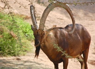 Close up of a Nubian Ibex's impressive horns and strong body (capra nubiana). 