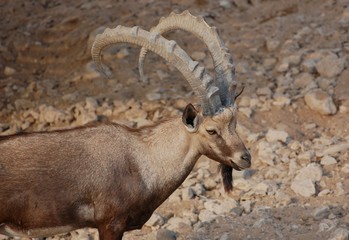 Close up of a Nubian Ibex's impressive horns and strong body (capra nubiana).