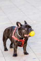 Bouledogue français en train de jouer à la balle