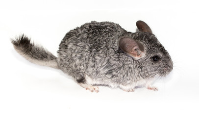 Chinchilla on white background isolated