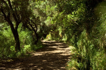 Levada do Risco auf Madeira