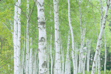 Obraz premium An exhilarating birch forest - 爽快なるシラカバの森