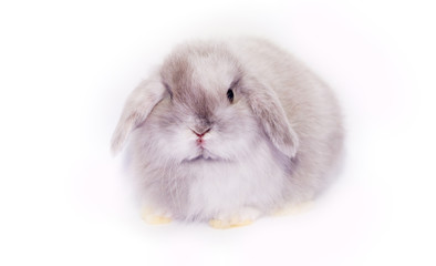 Beautiful rabbit isolated on white background with copy space. Easter concept for greeting card.