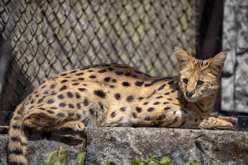 サーバルキャット