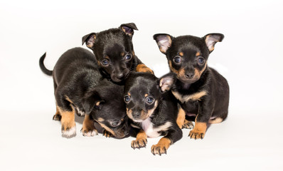 Funny beautiful toy terrier puppies isolated on white background. Cute pet friend. many puppies