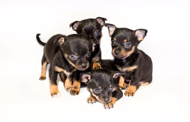 Funny beautiful toy terrier puppies isolated on white background. Cute pet friend. many puppies