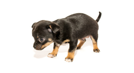 Funny beautiful toy terrier puppies isolated on white background. Cute pet friend.