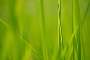 Green grass in eye level view for background or graphic design.