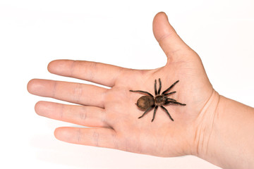 Tarantula spider on a man's hand close up isolated on white background. The concept of fear and Halloween holiday. horror