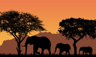 Naklejka na ściany i meble realistic illustration with silhouettes of three elephants - family in african safari landscape with trees, mountains under orange sky, vector