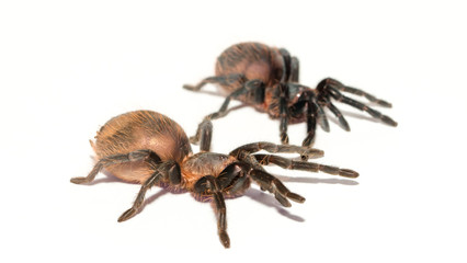Tarantula spider closeup isolated on white background. The concept of fear and Halloween holiday.