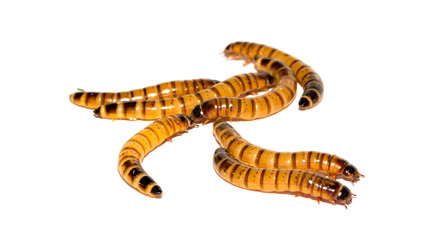 Worms larvae zophobas closeup isolated on white background. Food for exotic animals. The concept of fear and horror, Halloween holiday.