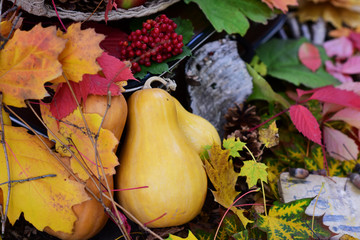 pumkings birch bark guelder rose among autumn leaves