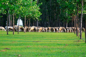 sheep in the forest