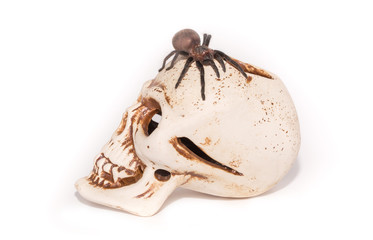Terrible Tarantula spider on artificial human skull closeup isolated on white background. The concept of fear and horror, Halloween holiday.