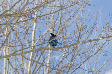 Stellar's Jay in Aspen Forest Horizontal