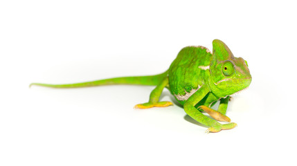 Beautiful Chameleon closeup isolated on white background. Multicolor beautiful reptile chameleon with colorful bright skin. The concept of disguise and bright skins. Exotic tropical animal. - obrazy, fototapety, plakaty