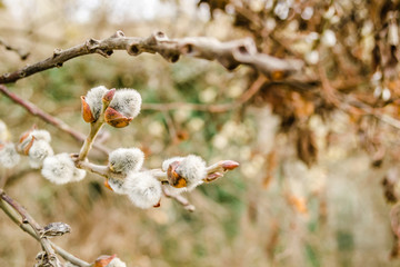 Salix caprea