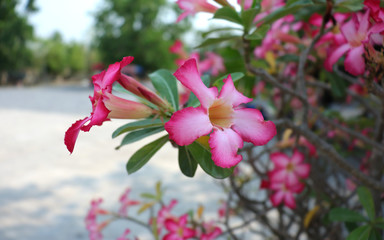 Pink Bignonia flowers or Adenium flowers, Adenium multiflorum, pink desert in the garden on a blurred green background.
