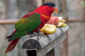 Purple-naped lory (Lorius domicella) at zoo park