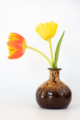 Tulpen / Frühlingsblumen