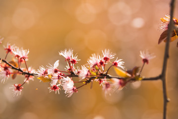 Branch of blossom at the spring morning
