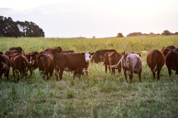 Naklejka na ściany i meble Fed grass livestock, cows in Pampas, Argentina