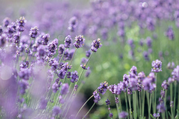 A Lavender Flowers - ラベンダーの花たち