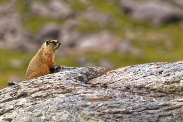 Marmot