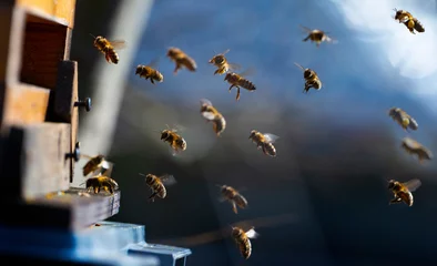 Kissenbezug Bienenstock - Bienenzucht (Apis mellifera) Nahaufnahme © Vera Kuttelvaserova