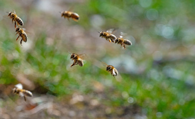 bees - bee breeding (Apis mellifera) close up