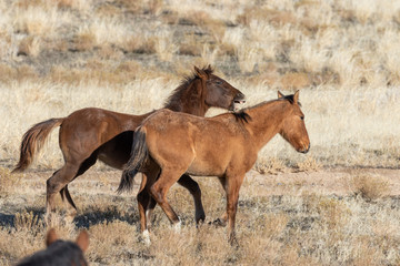 Pair of Wild Horses Sparring in the Utah Desert