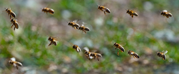 bees flying to a hive