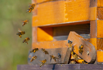 bee hive - bee breeding (Apis mellifera) close up