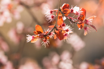 Branch of blossom at the spring morning