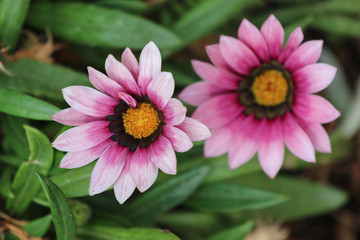 Obraz premium Gazania flowers in a botanical garden