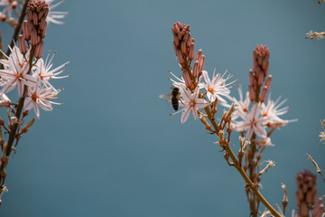 bees and flowers in spring