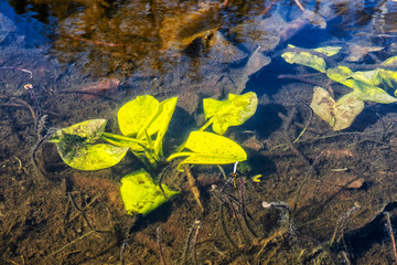 Plants under the water in the lake