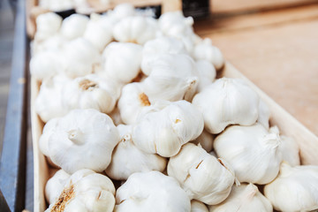 Garlic healthy vegetable