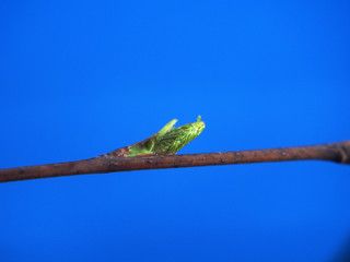Blossoming birch leaves on a blue background. It's spring.