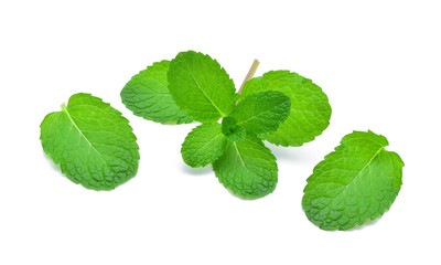 Fresh mint leaf  isolated on  white background.