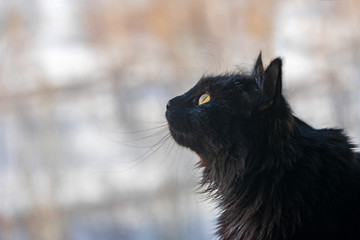 A beautiful black cat sits at the window and looks at the birds.
