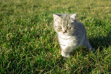 Naklejka na ściany i meble Little british kitten looking in green grass