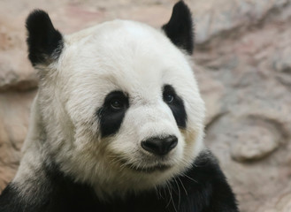Fototapeta premium A Portrait of a Giant Panda