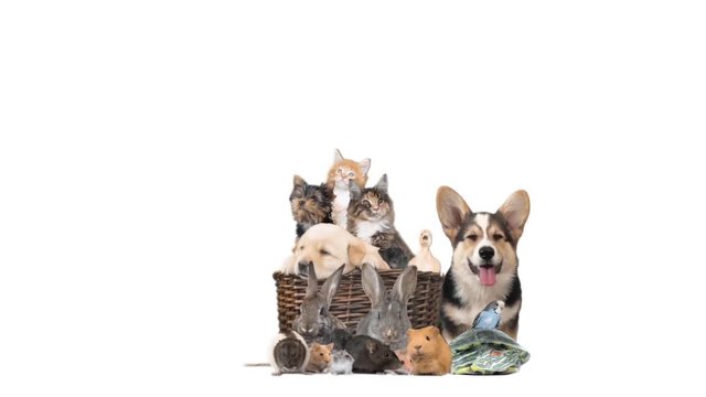 group of animals on a white background 