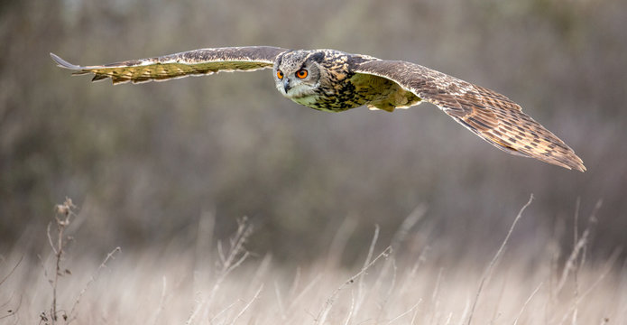 Eurasian Eagle Owl (Bubo bubo) in natural environment