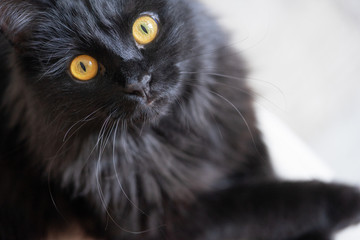Beautiful elegant black cat lies on a chair and looks up at the owner.