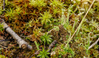 macro nature green moss mushroom