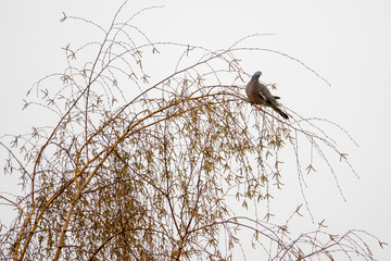 a dove sits on a tree
