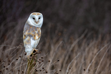 European Barn Owl (Tyto Alba) in completely natural habitat
